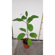 Solandra grandiflora pot
