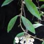 Hoya sp.689 (wax leaf)          689