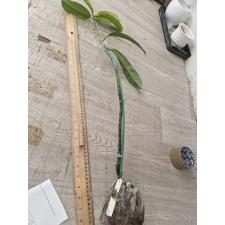 Garcinia atroviridis Guttiferae (Grafted) 201