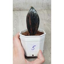 Zamioculcas zamiifolia black variegated (1 leaves) номер 5