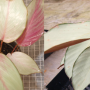 Calathea vaginata