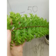 Nephrolepis exaltata 'Hillii' (special)