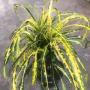 Codiaeum Krabi Prab Mueng Marn.
