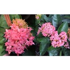 Иксора Лоббии (розовая, трёхлепестковая) / Ixora lobbii (pink and triple petal)