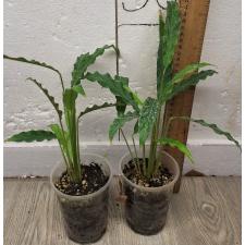 Калатея руфибарба / Calathea rufibarba.