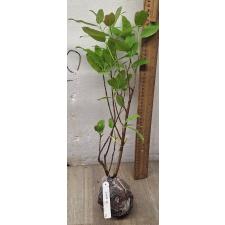 Фикус сп.(Т33) Накорн Фантом, Таиланд /  Ficus sp.(T33) Nakorn Pathom Thailand 116