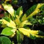 Codiaeum (T12)