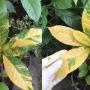 Gustavia gracillima (yellow variegated)