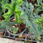 Alocasia Jacklin