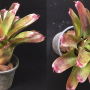 Neoregelia Marie(M)