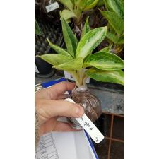 Aglaonema Elephant Ears (Dwarf).28