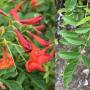 Tecoma capensis (red)