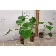 Philodendron sp.(T05) Heart leaf (microstictum)
