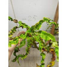 Codiaeum C-2 Thao thos sa pin