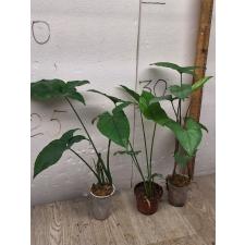 Syngonium podophyllum green