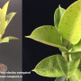 Ficus elastica variegated