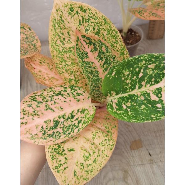 Аглаонема Саб монгкол - оранжевая (Стардаст) / Aglaonema Sub mongkol - orange (stardust) A-121