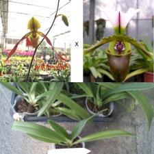 ARIADNA big flower Hoya 2+