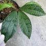Elatostemma sp.(T03)