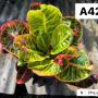 Codeium A42 Pha ya thai