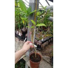 Tabernaemontana divaricata White Rose 786 pot