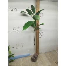 Cinnamomum bejolghota 26A