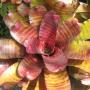 Neoregelia Groves Red Tiger (Bromeliad) 212