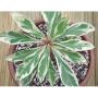 Euphorbia millii 'Magenta Madness'