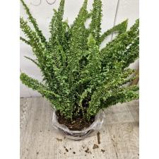 Nephrolepis exaltata cv. Wagneri L