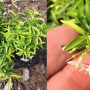 Wrightia sp.(T01) Dwarf (green leaf)(Vietnam).