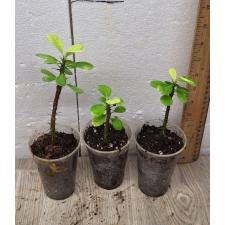 euphorbia small flowers variegata (S) 450p