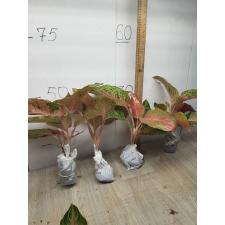 Aglaonema Laksub red A-140