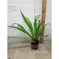 asplenium sp antiquum