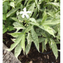 Tabernaemontana divaricata 'Silver leaf'