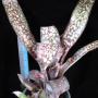 Billbergia 'Tarantella' (Bromeliad) 41