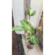 calathea electric shock