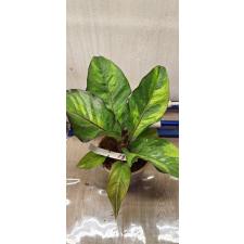 Anthurium variegated sp 13