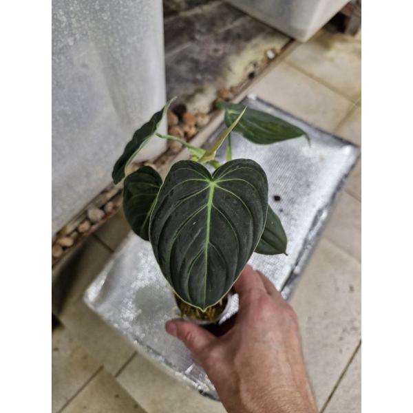 Филодендрон меланохризум / philodendron melanochrysum