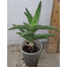 Алое сп. Розовый / aloe sp pink