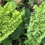 Nephrolepis falcata 'Mermaidtail' (Compact form)