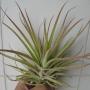 T. concolor x fasciculata (M) 21