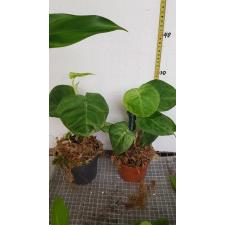 Syngonium macrophyllum 'Frosted Heart' 1Р 12cm pot 
