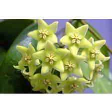 chlorantha hoya 1+