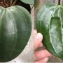 Hoya macrophylla No.3(#856).    856