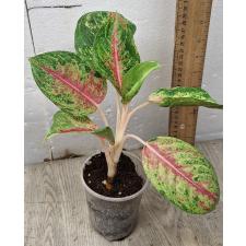 Aglaonema Siam Pink