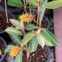 Byrsonima crassifolia