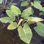 philodendron jungle fever