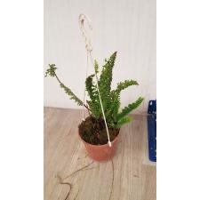Nephrolepis exaltata 'Emina 750р pot
