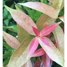 Syzygium paniculatum variegated 490