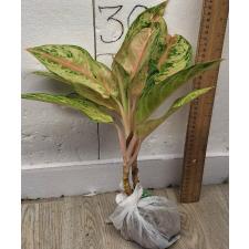 Аглаонема Арадин. / Aglaonema Aradin A-16